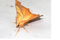Ennomos fuscantaria