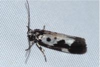 Ethmia quadrillella