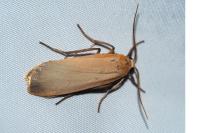 Katha depressa