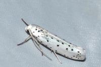 Yponomeuta