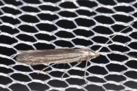 Coleophora calycotomella