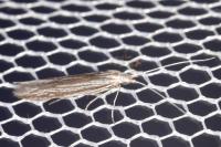 Coleophora calycotomella