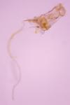 Coleophora calycotomella