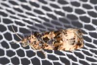 Endothenia marginana