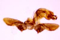 Bactra lancealana