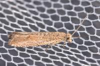 Bactra lancealana