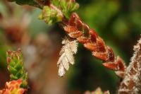 Coleophora juncicolella