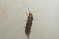 Cephimallota crassiflavella