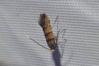 Phyllonorycter klemannella