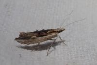 Ypsolopha scabrella