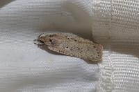 Agonopterix yeatiana