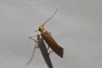 Crassa unitella