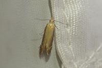 Monochroa cytisella