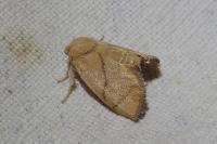 Apoda limacodes