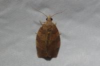 Pandemis heparana