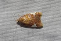 Acleris holmiana
