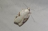 Acleris kochiella