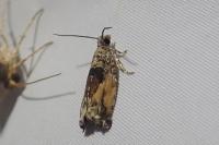 Epinotia nisella