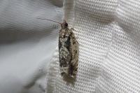 Zeiraphera isertana