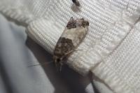 Spilonota ocellana