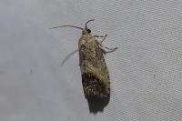 Cydia splendana