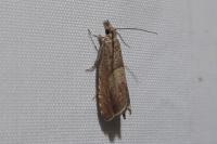 Dichrorampha acuminatana