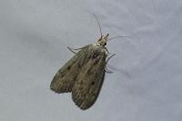 Aphomia sociella
