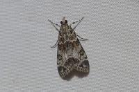 Eudonia mercurella