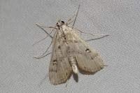Parapoynx stratiotata