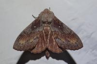 Dendrolimus pini