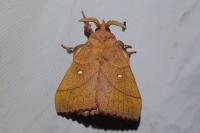 Odonestis pruni