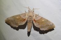 Laothoe populi