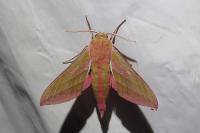 Deilephila elpenor