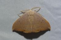 Watsonalla uncinula