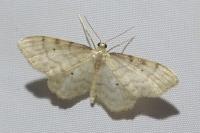 Idaea fuscovenosa