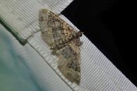 Xanthorhoe ferrugata