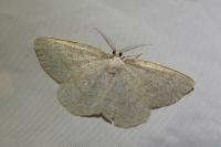 Cabera exanthemata