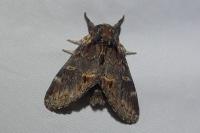 Notodonta dromedarius