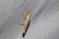 Manulea complana