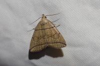 Herminia grisealis