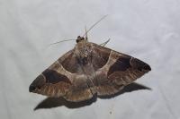 Dysgonia algira