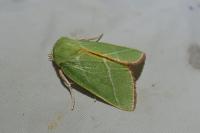 Pseudoips prasinanus