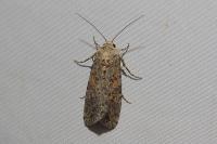 Spodoptera exigua