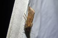 Cosmia affinis