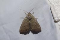 Ipimorpha subtusa