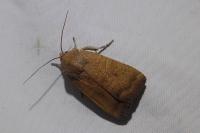 Noctua interjecta