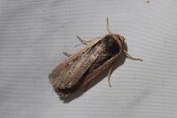 Ochropleura leucogaster