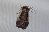 Ochropleura plecta