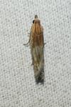 Eucosma cana