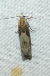 Eucosma gr. hohenwartiana
